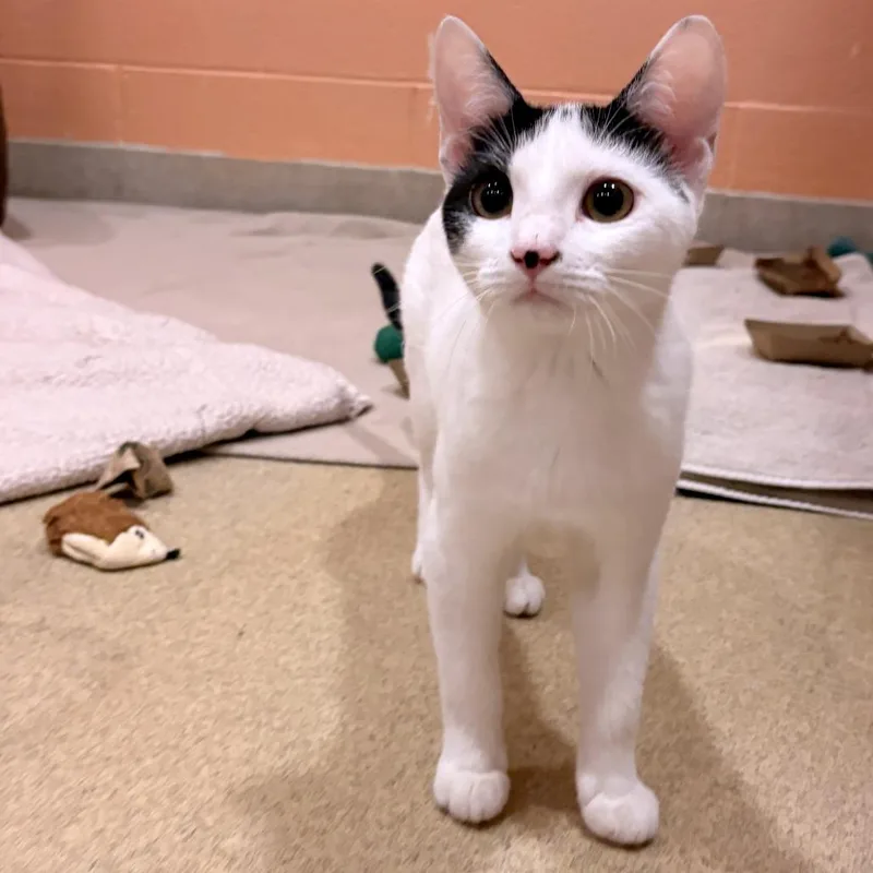 Spinderella thumbnail 2