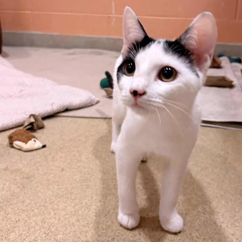 Spinderella thumbnail 3