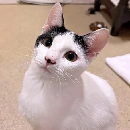 Spinderella thumbnail 4