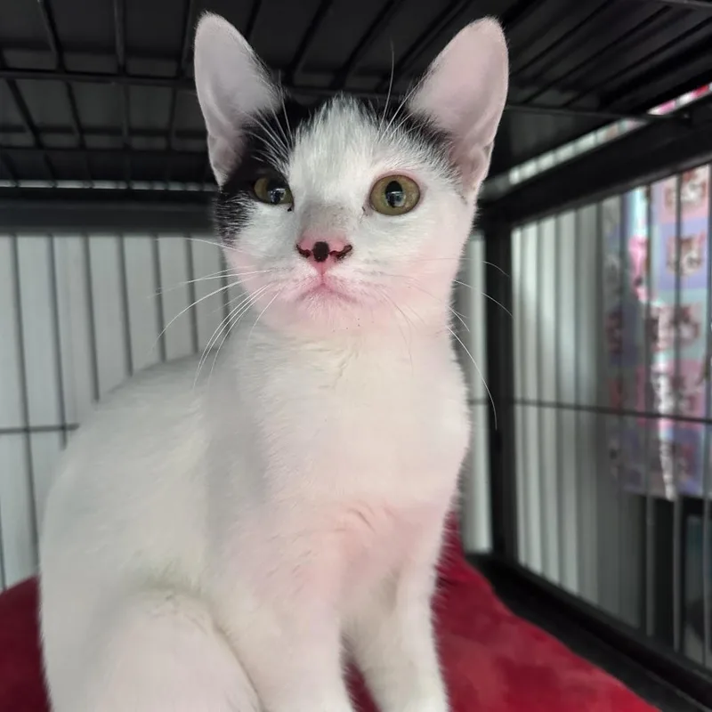 Spinderella thumbnail 5