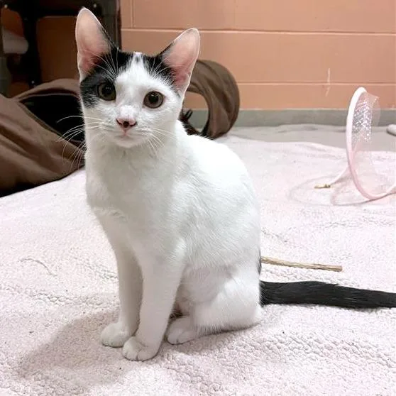 Spinderella thumbnail 6