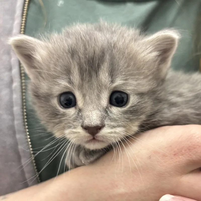 A baby small-sized male Gray / Blue / Silver Domestic Short Hair cat named Tigger for adoption in Gloucester, VA