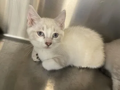A baby small-sized unknown Domestic Short Hair cat named John for adoption in Independence, MO