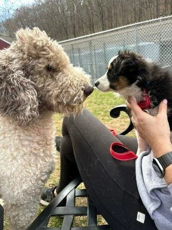 Lil Joey thumbnail 2