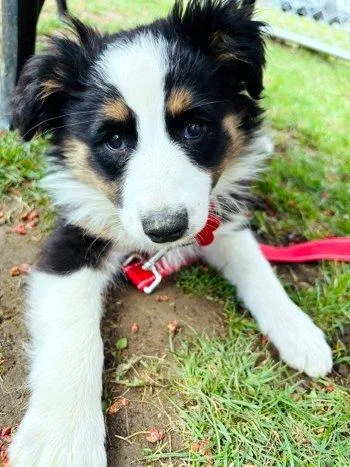 Lil Joey thumbnail 3