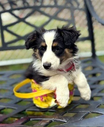 Lil Joey thumbnail 5