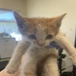 A baby small-sized female Orange / Red Domestic Short Hair cat named Dip for adoption in Grantsville, UT