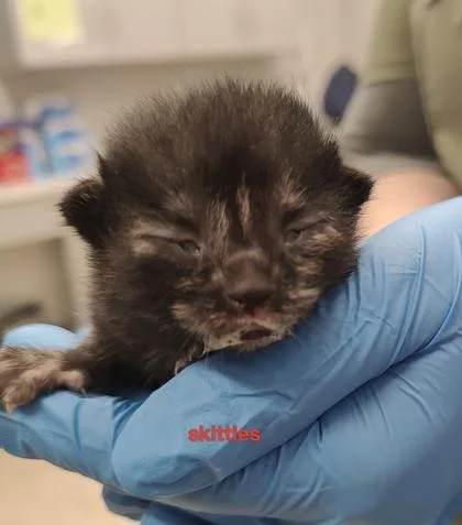 A baby small-sized female Domestic Short Hair cat named Skittles for adoption in Lafayette, IN