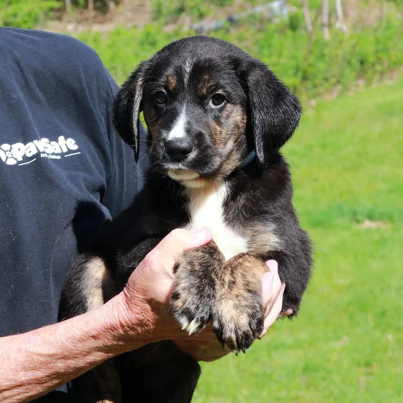 A baby large-sized male Black Labrador Retriever dog named Ct Silvanus for adoption in Stormville, NY