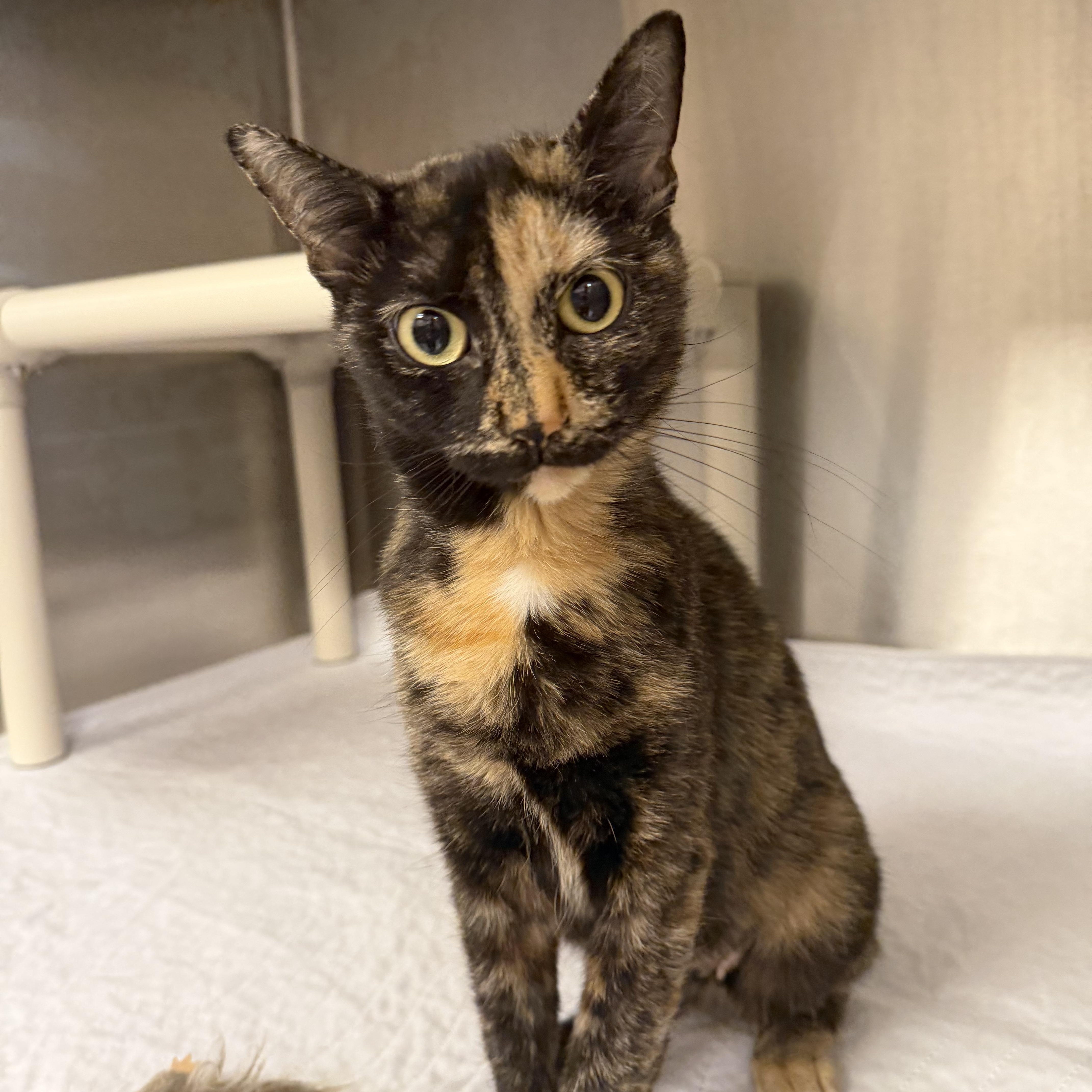 A young medium-sized female Tortoiseshell Domestic Short Hair cat named Tulip for adoption in North Providence, RI