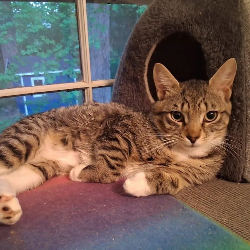 A young medium-sized male Domestic Short Hair cat named Kit Kat for adoption in Huddleston, VA