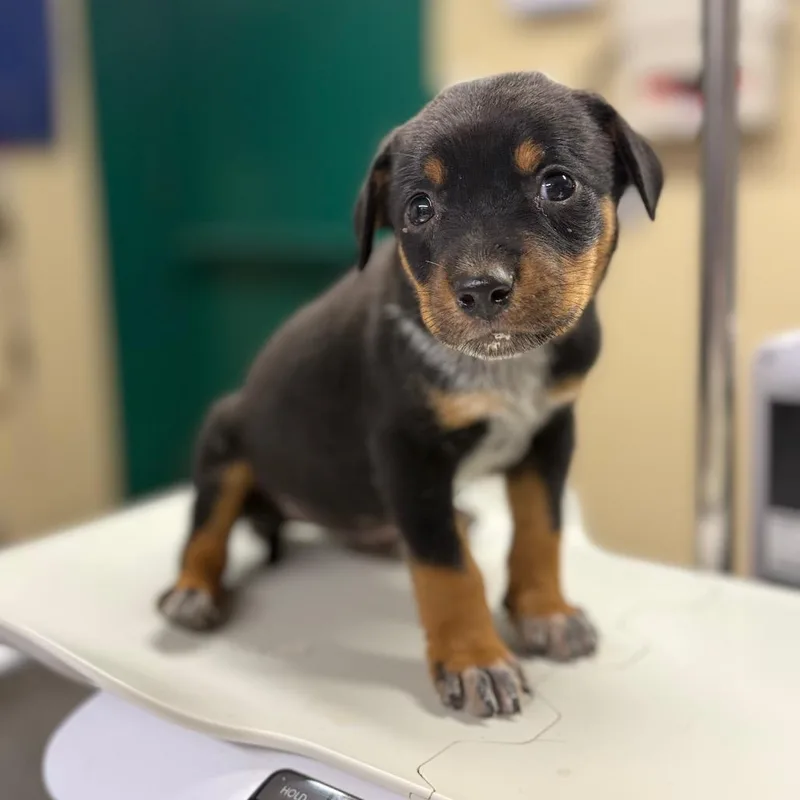 A baby small-sized male Black Mixed Breed dog named Meloxidyl for adoption in Pauls Valley, OK
