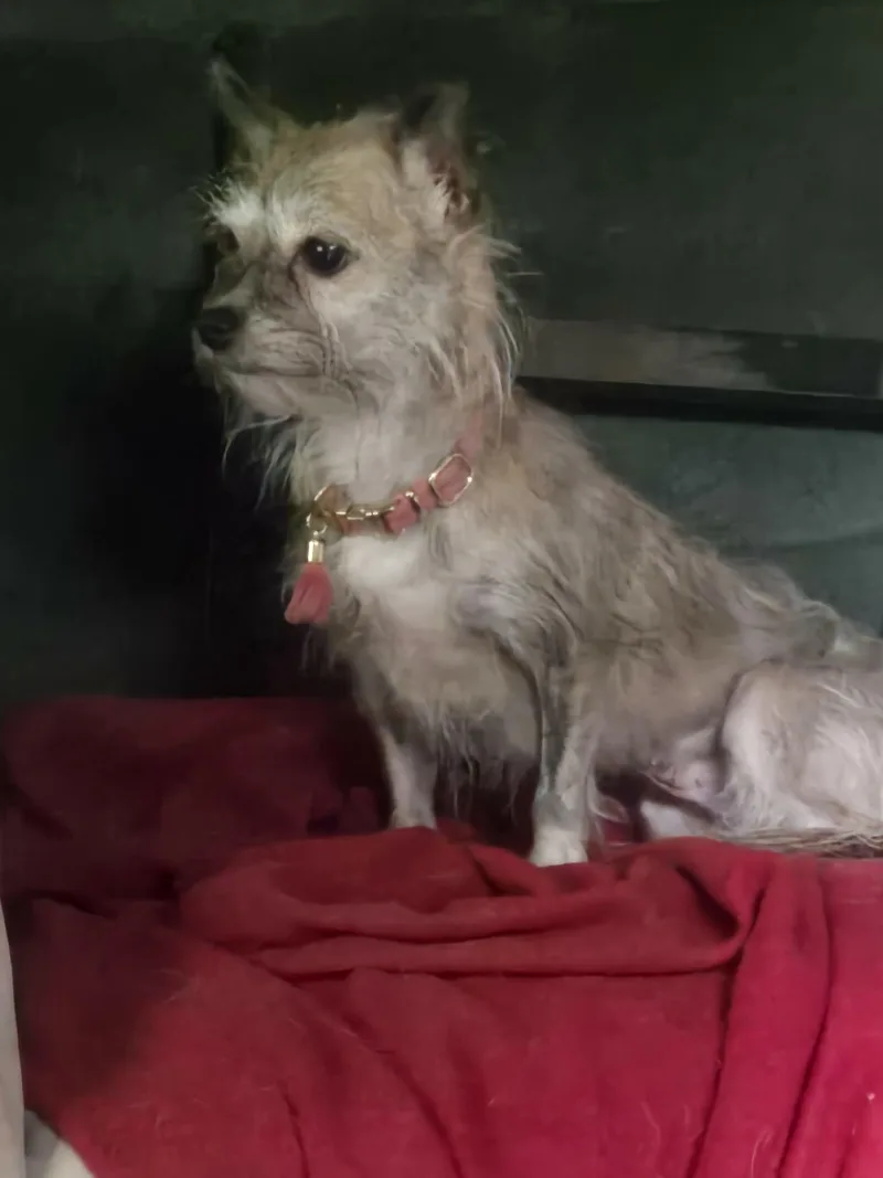 An adult small-sized female White / Cream Chihuahua dog named Bailey Mae for adoption in Rochester, NY