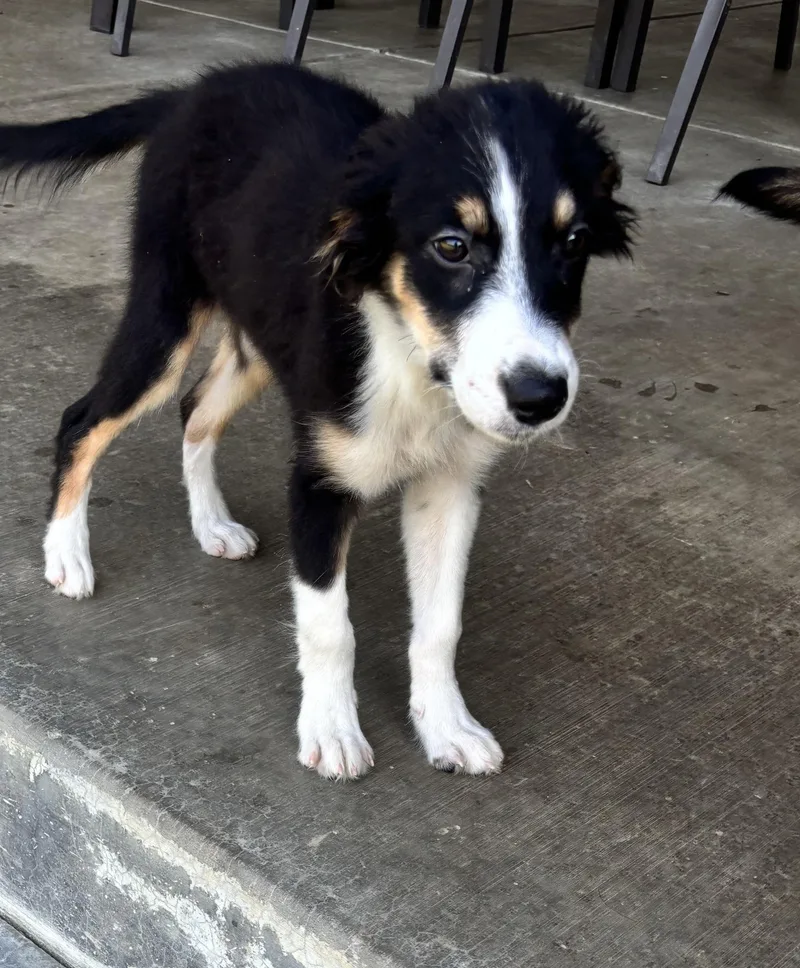 A baby small-sized female Shetland Sheepdog / Sheltie dog named Rory for adoption in Lexington, KY