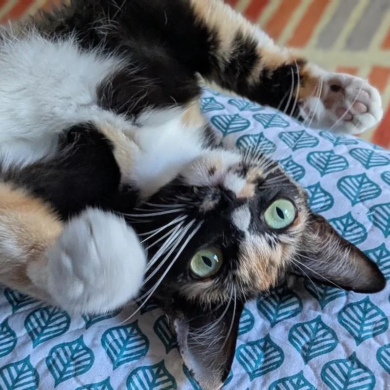 An adult medium-sized female Tortoiseshell Domestic Short Hair cat named Penelope  Chino Hills for adoption in Chino Hills, CA