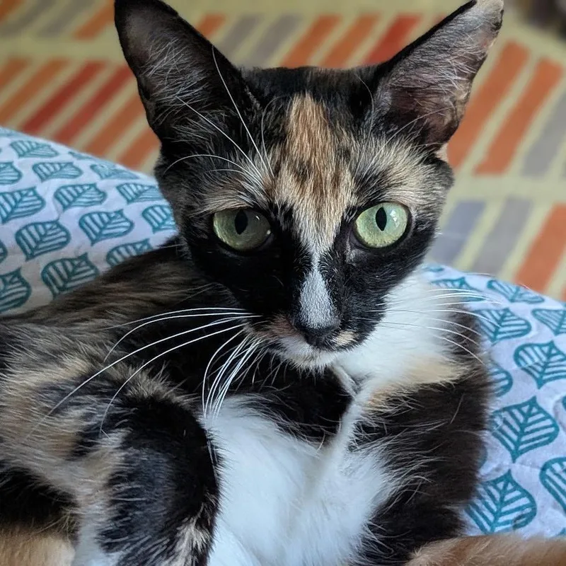 Penelope  Chino Hills thumbnail 2