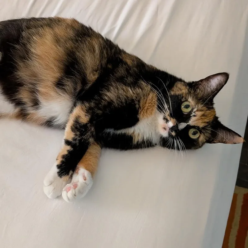 Penelope  Chino Hills thumbnail 3