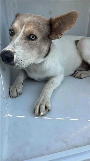 An adult large-sized female Carolina Dog dog named A for adoption in Houston, TX