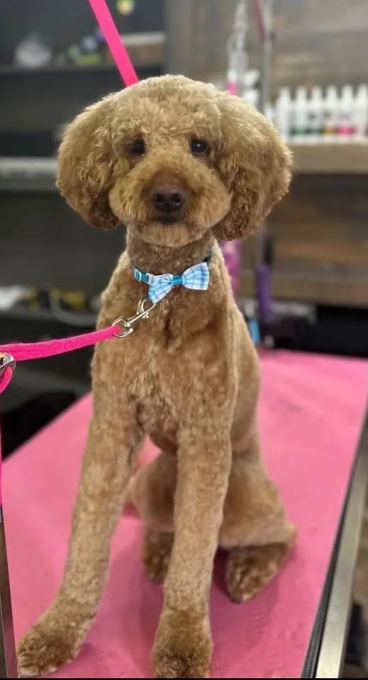 A baby medium-sized male Standard Poodle dog named Miles for adoption in Newport, KY