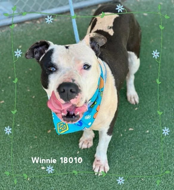 An adult large-sized male Black Pit Bull Terrier dog named Winnie for adoption in Marietta, GA