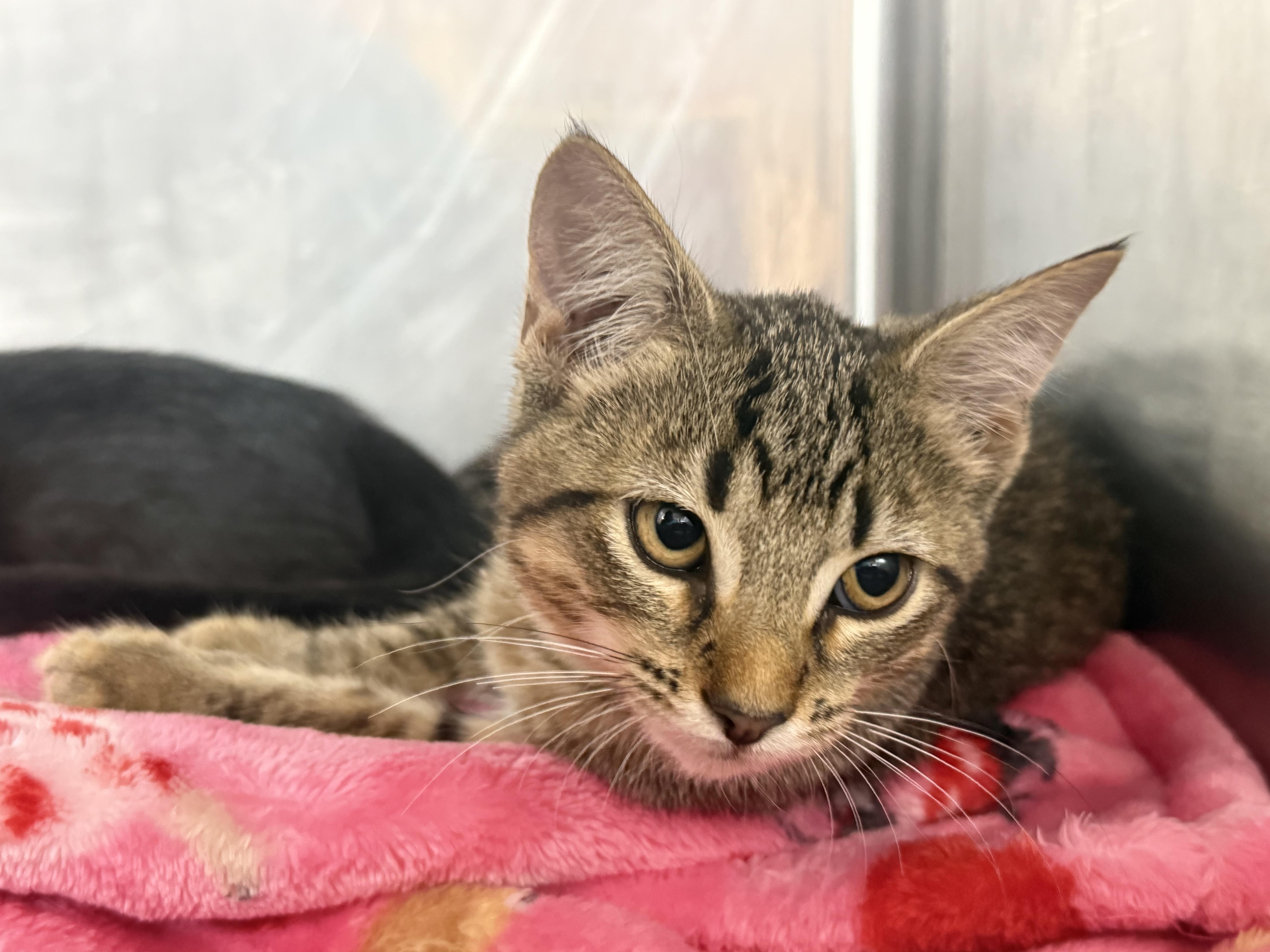 A baby medium-sized female Tabby (Brown / Chocolate) Domestic Short Hair cat named Octavia for adoption in Lauderhill, FL