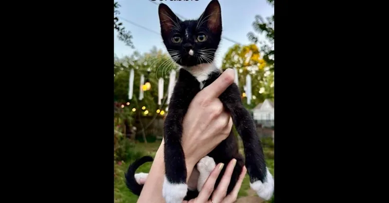 A baby small-sized male Domestic Short Hair cat named Scrabble for adoption in Groveland, MA