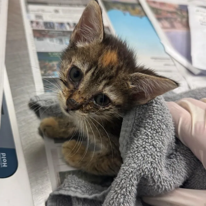 A baby small-sized female Brown / Chocolate Domestic Short Hair cat named Anomaly for adoption in Jacksonville, FL