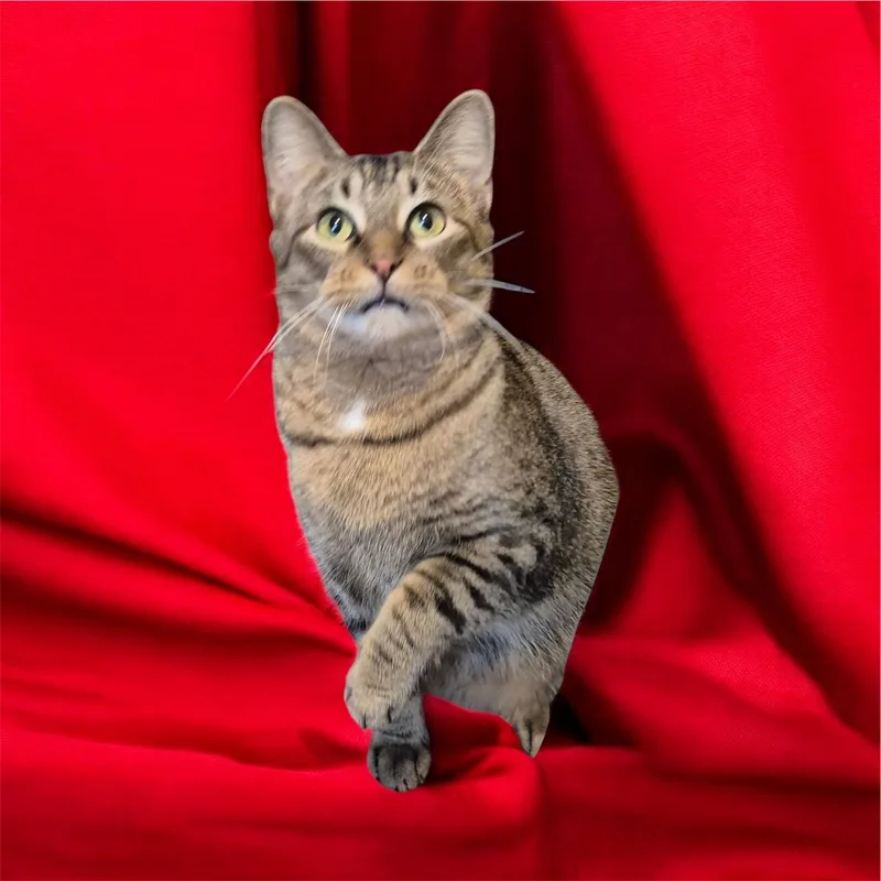 An adult medium-sized female Domestic Short Hair cat named Mia for adoption in Jeffersonville, IN