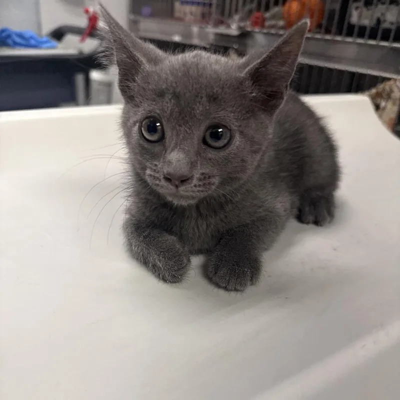 A baby small-sized female Gray / Blue / Silver Domestic Short Hair cat named Peter for adoption in Henderson, NV