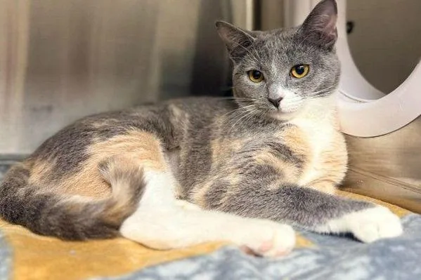 A young medium-sized female Domestic Short Hair cat named Clara for adoption in Stratham, NH