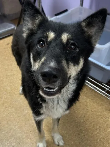 An adult medium-sized female Shepherd dog named Sonata for adoption in San Antonio, TX