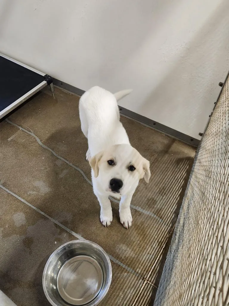 A baby medium-sized male Great Pyrenees dog named Pendleton  Ranger for adoption in Belton, TX