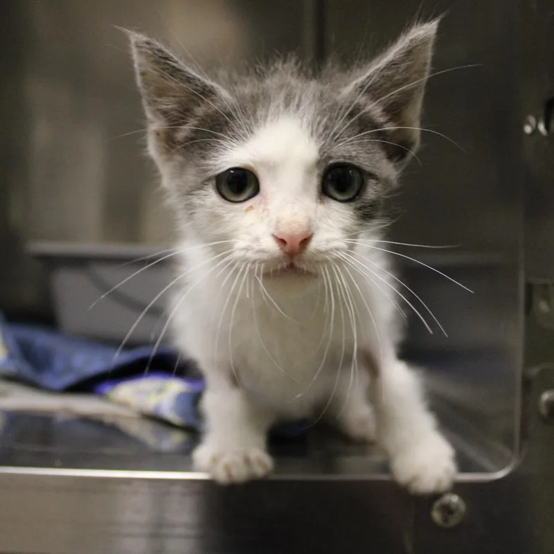 A baby small-sized male Gray / Blue / Silver Domestic Medium Hair cat named Sammie for adoption in Bryan, TX