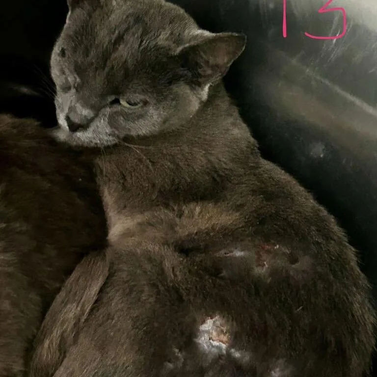 A young medium-sized female Gray / Blue / Silver Domestic Short Hair cat named Nyx for adoption in Spruce Pine, NC