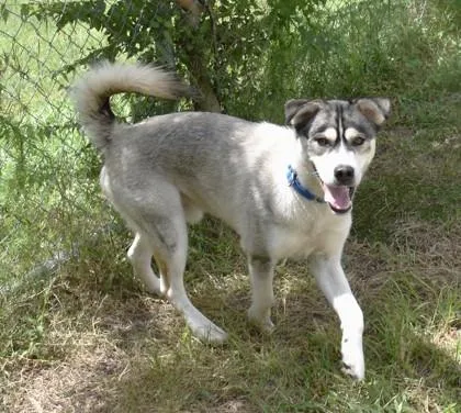 An adult large-sized male Siberian Husky dog named Tucker for adoption in Inverness, FL