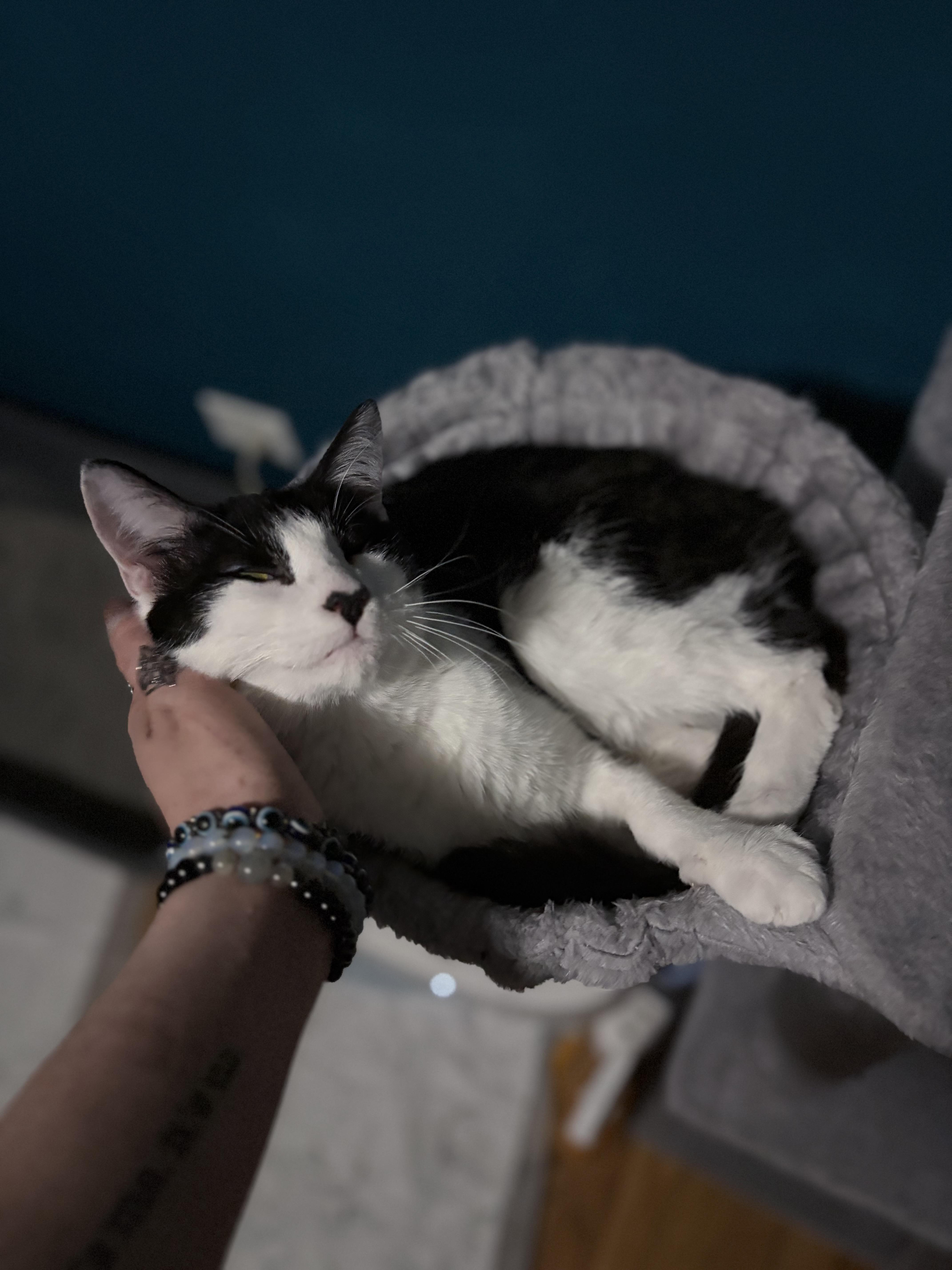 A young medium-sized male Domestic Short Hair cat named George for adoption in Chicago, IL