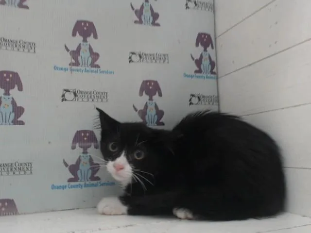 A baby small-sized female Domestic Short Hair cat named Odessa for adoption in Orlando, FL