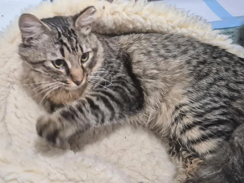 A young medium-sized male Tabby (Gray / Blue / Silver) Domestic Medium Hair cat named Rami Malek for adoption in Providence Forge, VA