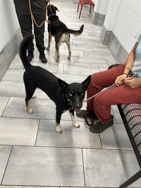 A young medium-sized female German Shepherd Dog dog named Missy for adoption in Charlotte, NC