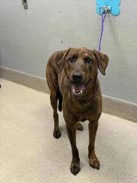 An adult large-sized female Catahoula Leopard Dog dog named Snickers for adoption in Las Vegas, NV