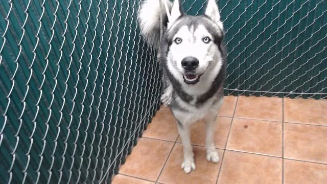 A young medium-sized male Husky dog named Ren for adoption in Downey, CA