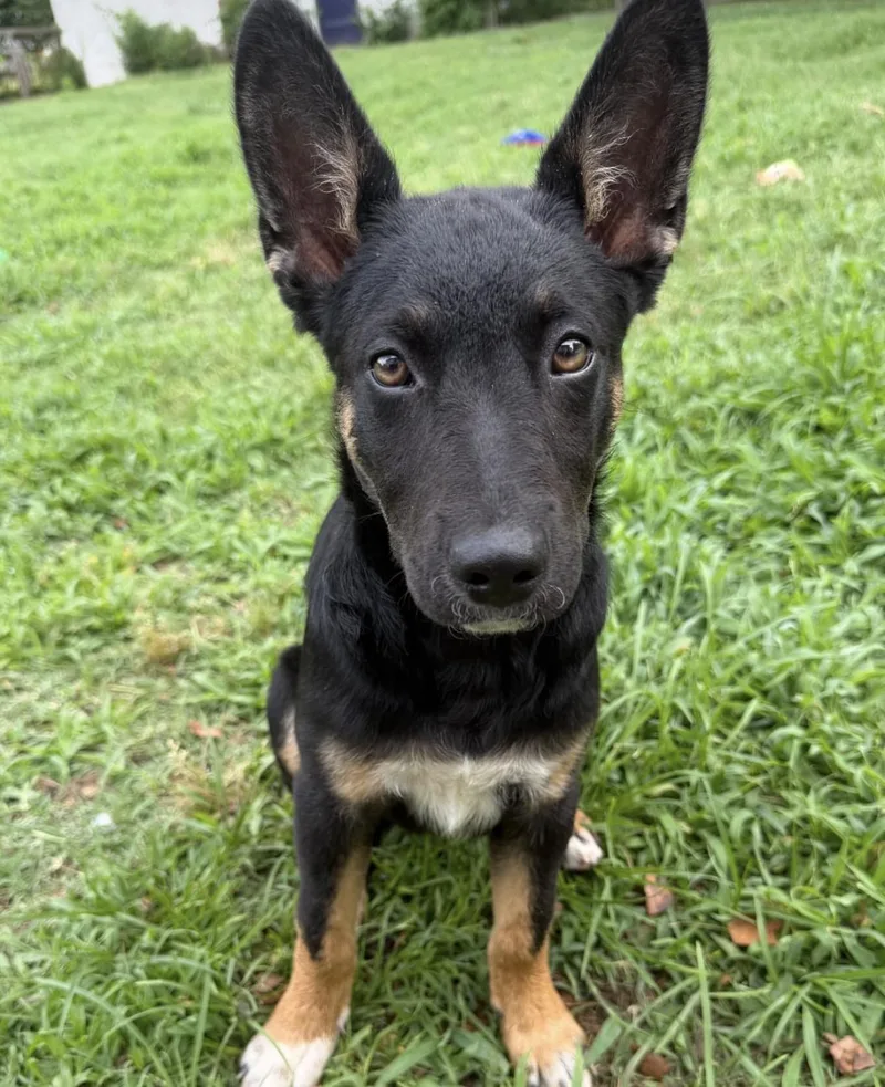 A baby medium-sized female Tricolor (Brown, Black, & White) Australian Cattle Dog / Blue Heeler dog named Knicki Glaser for adoption in Richmond, VA