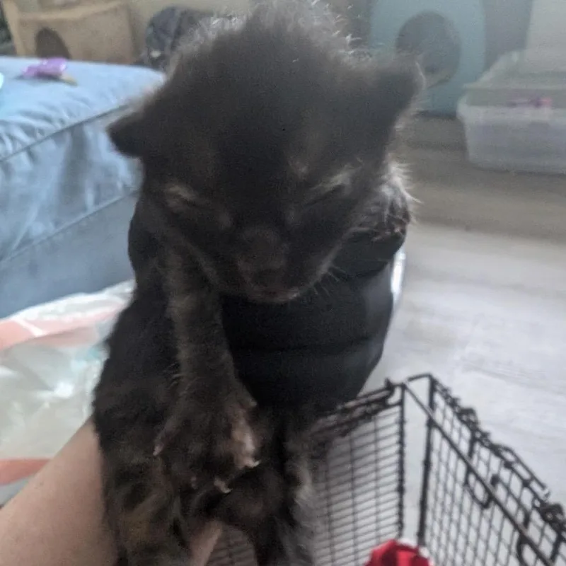 A baby small-sized female Tortoiseshell Domestic Short Hair cat named Pepper for adoption in Long Beach, CA