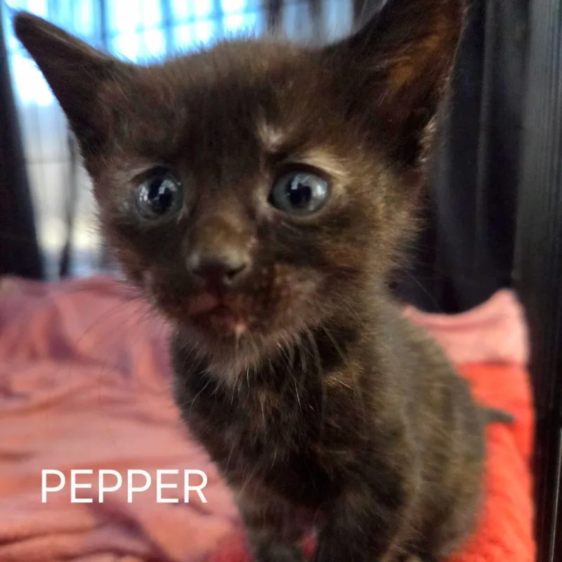 Pepper thumbnail 2