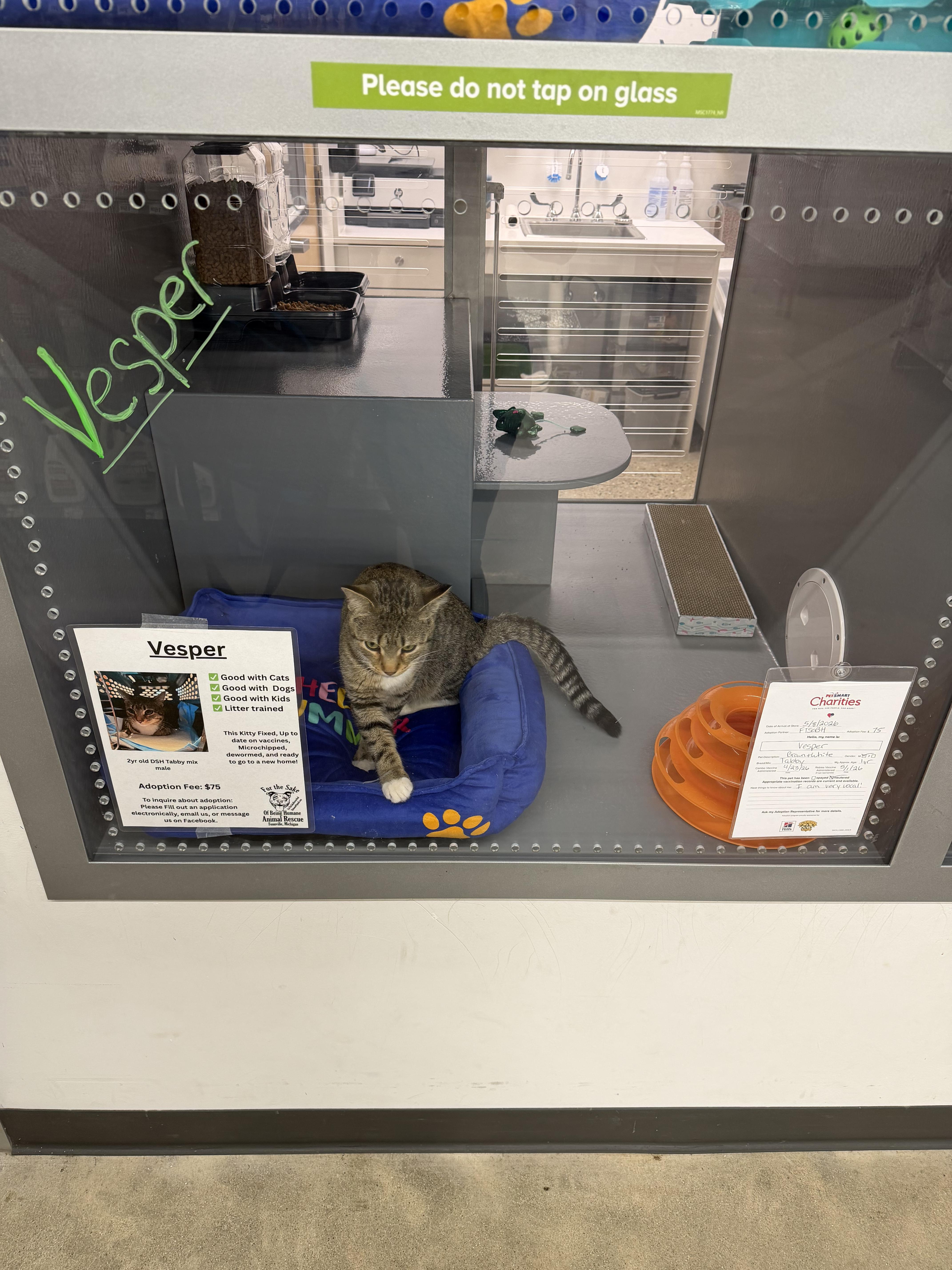 An adult medium-sized male Tabby (Brown / Chocolate) Tabby cat named Vesper for adoption in fennville, MI
