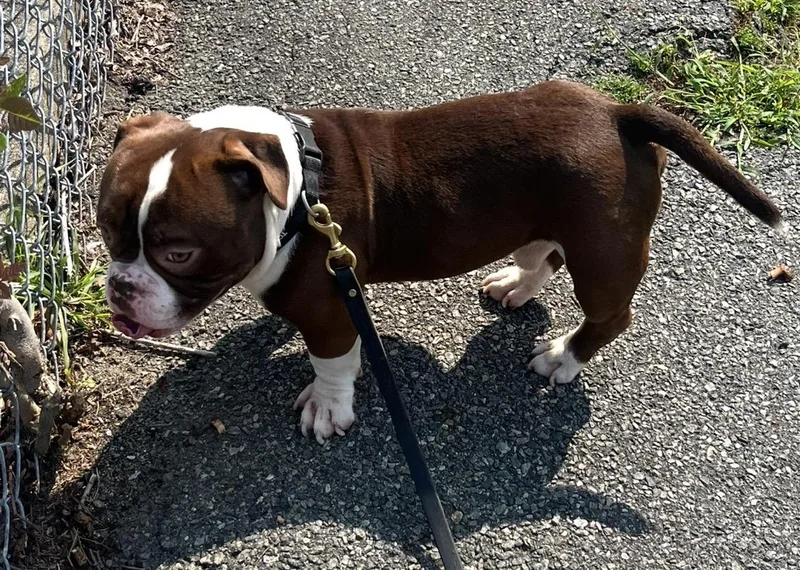 An adult small-sized male Brown / Chocolate American Bully dog named Bart for adoption in Mendham, NJ