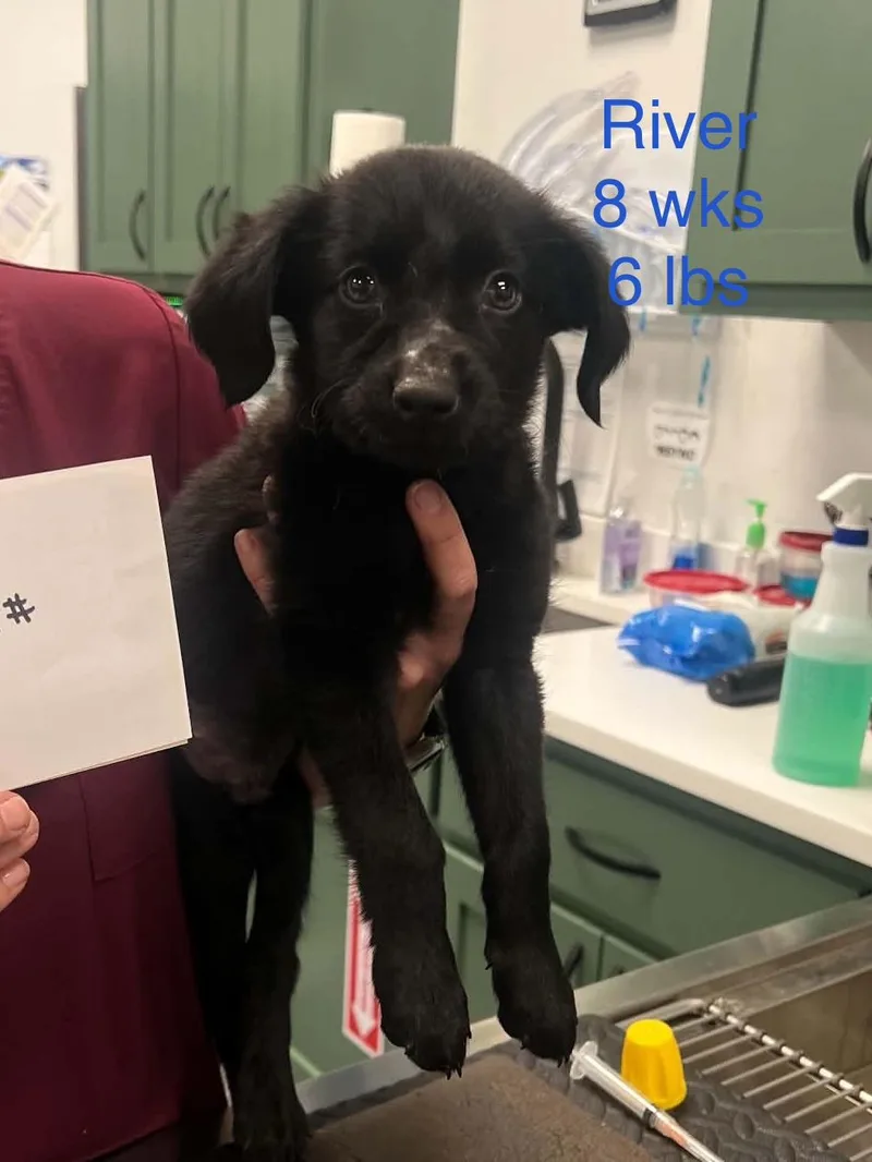 A baby small-sized male Australian Shepherd dog named River for adoption in Welling, OK