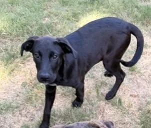 A baby large-sized female Brown / Chocolate Labrador Retriever dog named Peanut for adoption in fort worth, TX