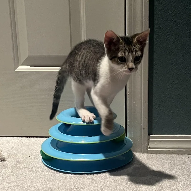 A baby small-sized male White Domestic Short Hair cat named Mouse for adoption in Portland, OR