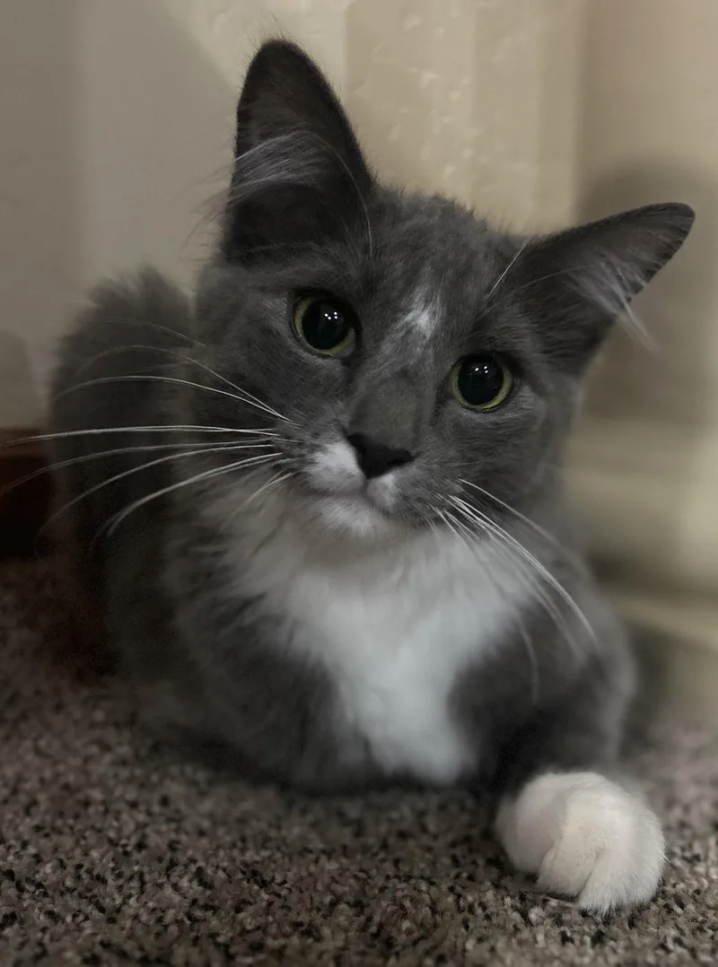 A baby medium-sized male Domestic Medium Hair cat named Meteor Beam for adoption in Colorado Springs, CO